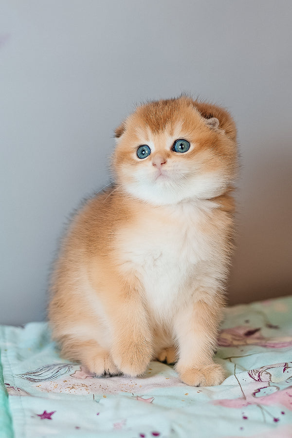 Candy | Scottish Fold Kitten
