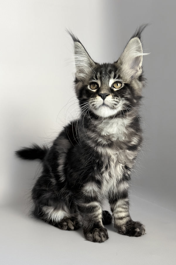 Pusha | Maine Coon Kitten