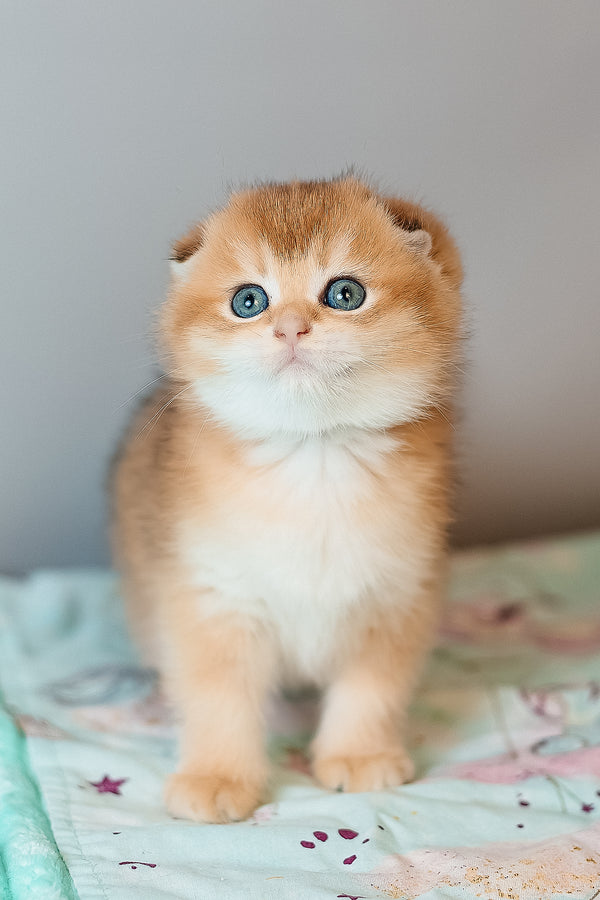 Candy | Scottish Fold Kitten