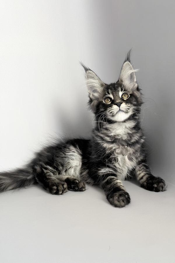 Pusha | Maine Coon Kitten