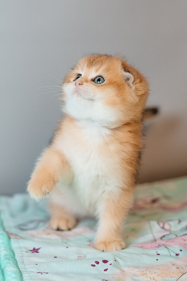 Candy | Scottish Fold Kitten