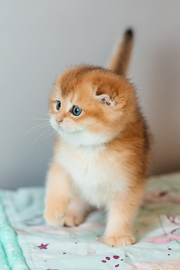 Candy | Scottish Fold Kitten