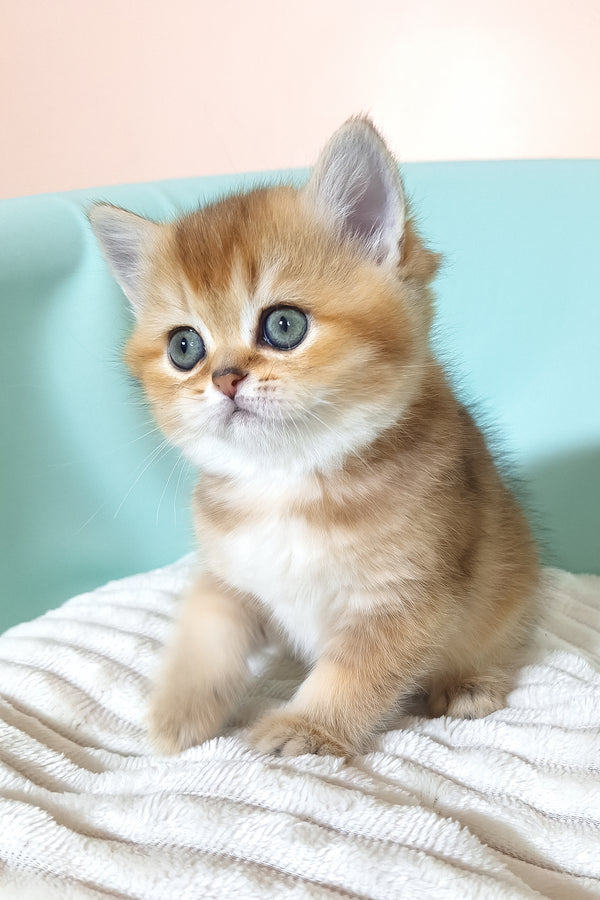 Evie | British Shorthair Kitten