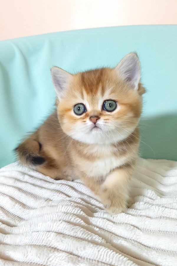Evie | British Shorthair Kitten