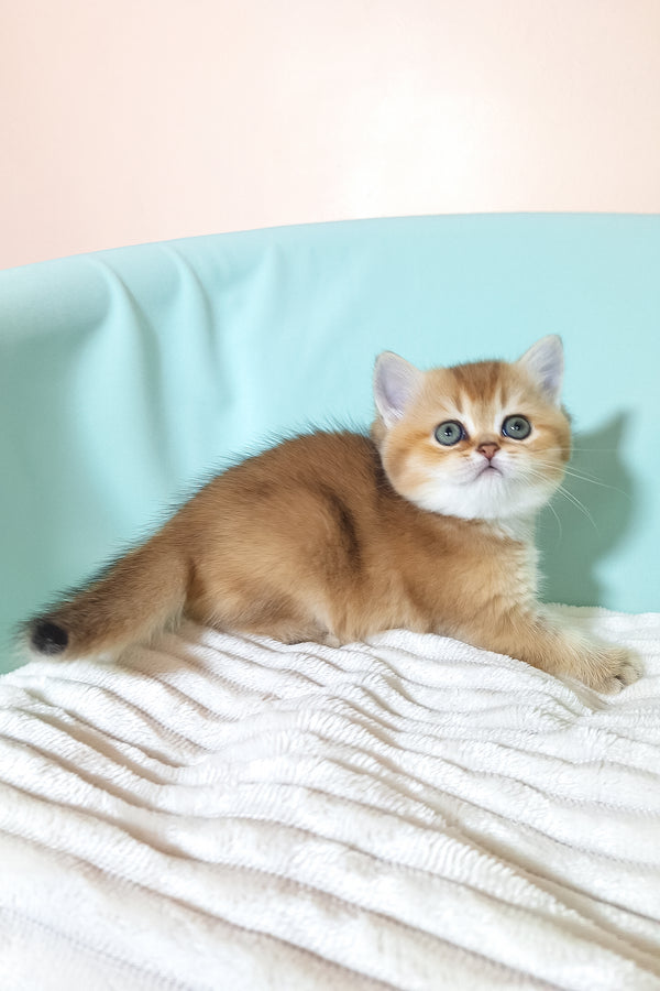 Evie | British Shorthair Kitten