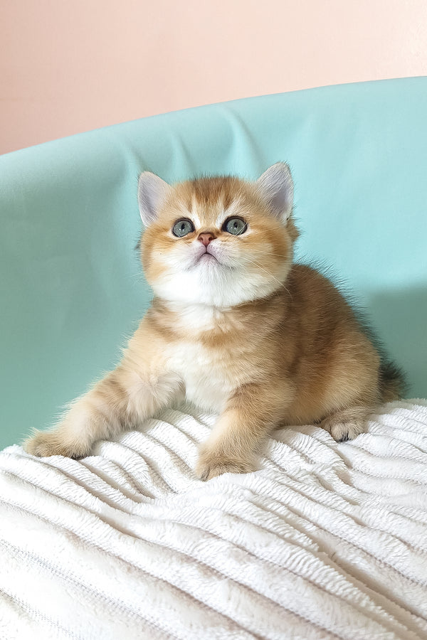 Evie | British Shorthair Kitten