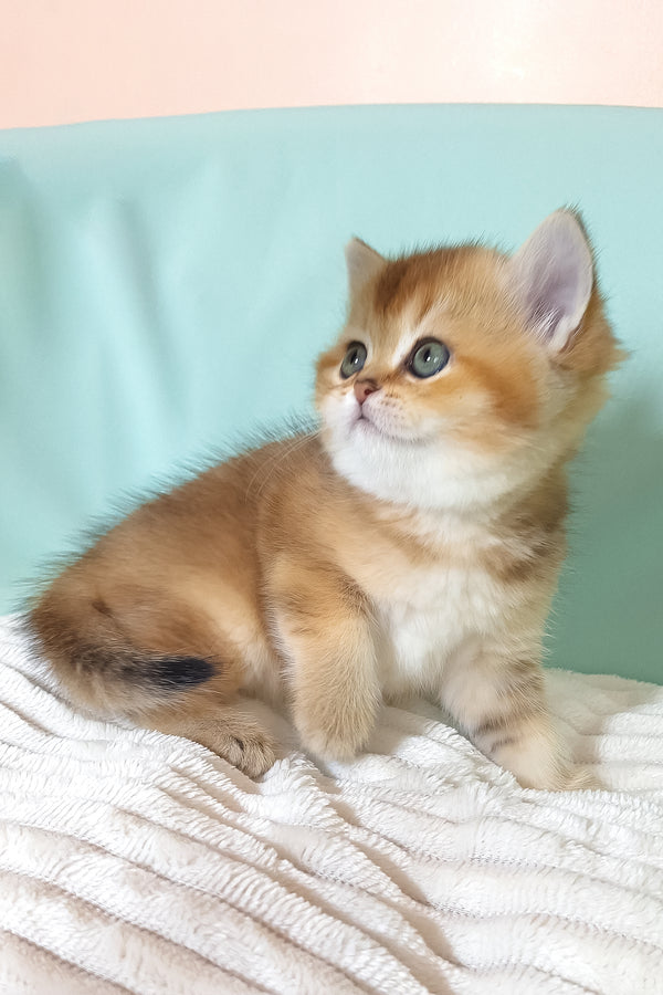 Evie | British Shorthair Kitten