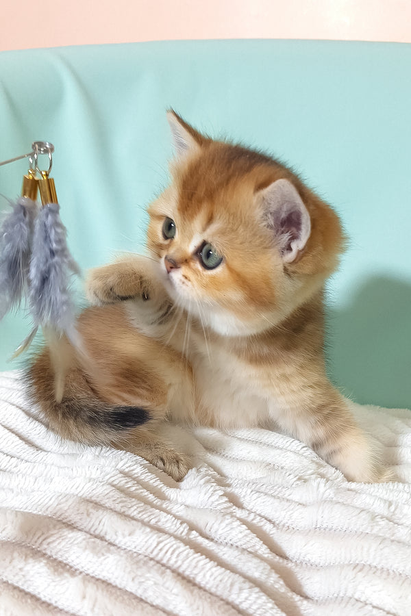 Evie | British Shorthair Kitten