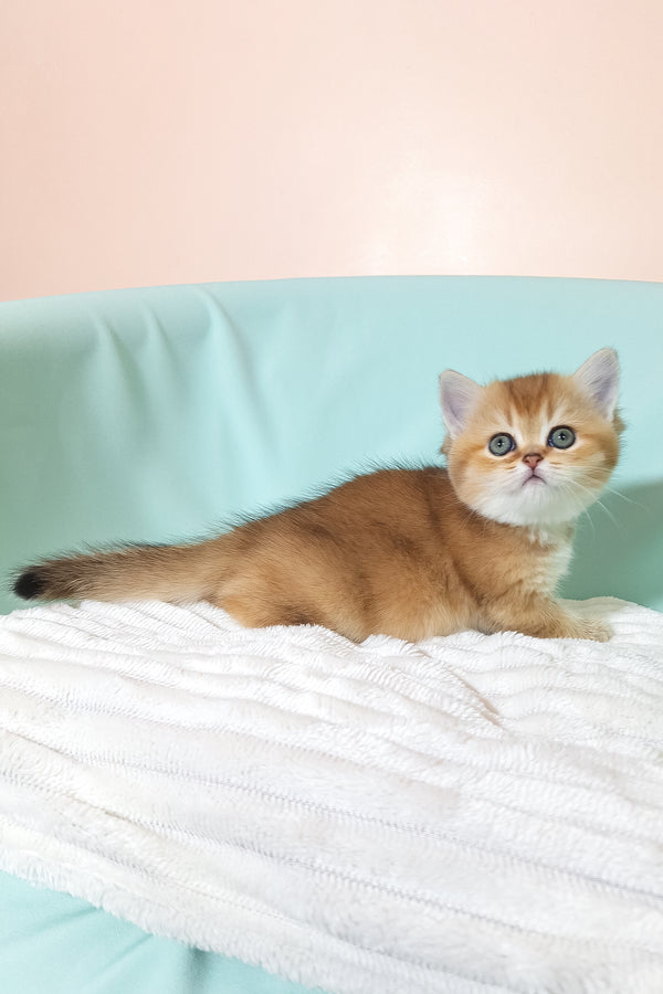 Evie | British Shorthair Kitten