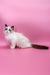 Garfield | Ragdoll Kitten