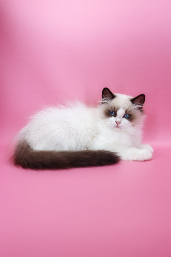 Garfield | Ragdoll Kitten