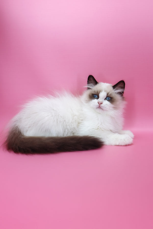 Garfield | Ragdoll Kitten