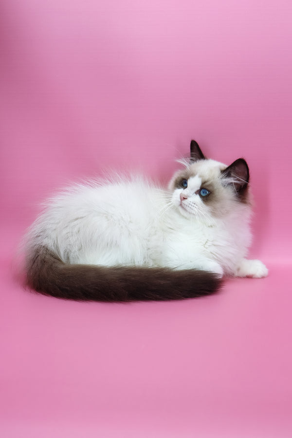 Garfield | Ragdoll Kitten