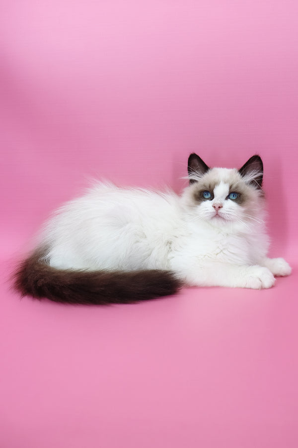 Garfield | Ragdoll Kitten