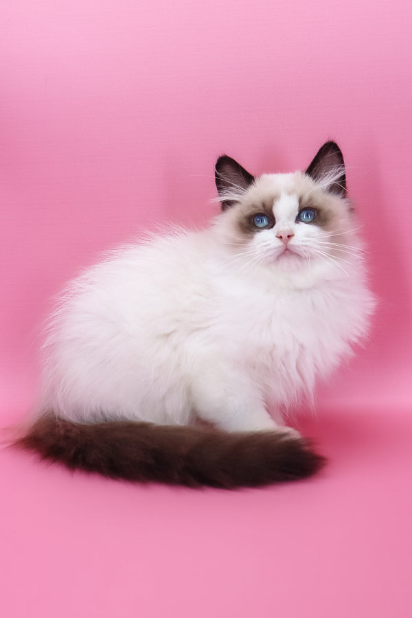 Garfield | Ragdoll Kitten