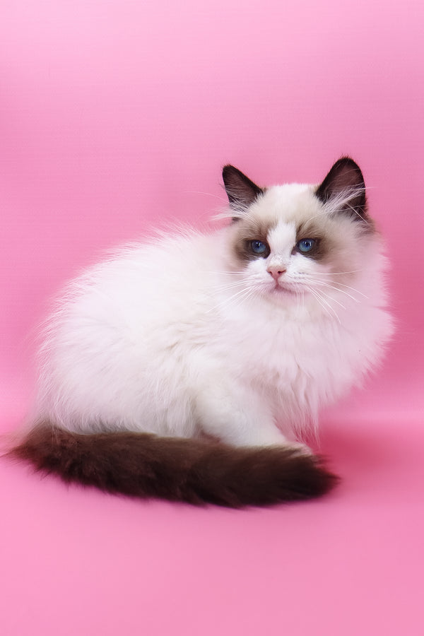 Garfield | Ragdoll Kitten