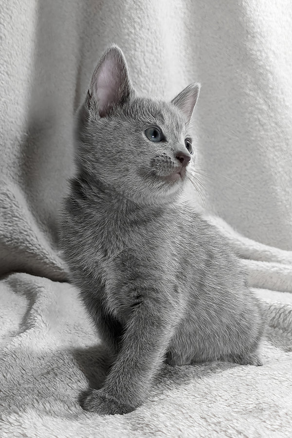 Motya | Russian Blue Kitten