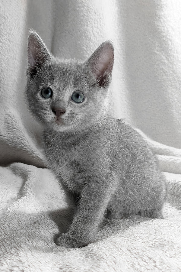 Motya | Russian Blue Kitten