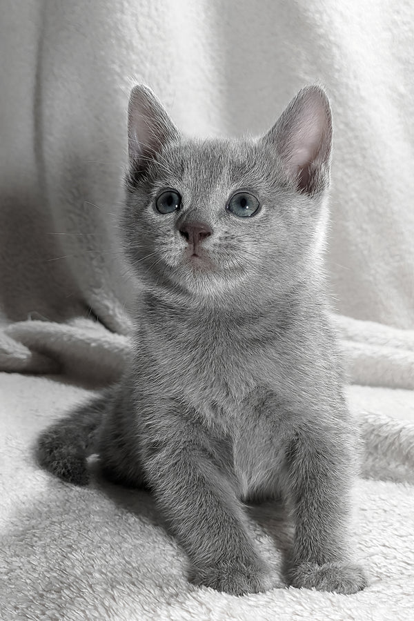 Motya | Russian Blue Kitten