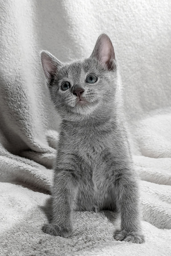 Motya | Russian Blue Kitten