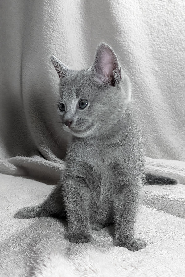 Motya | Russian Blue Kitten