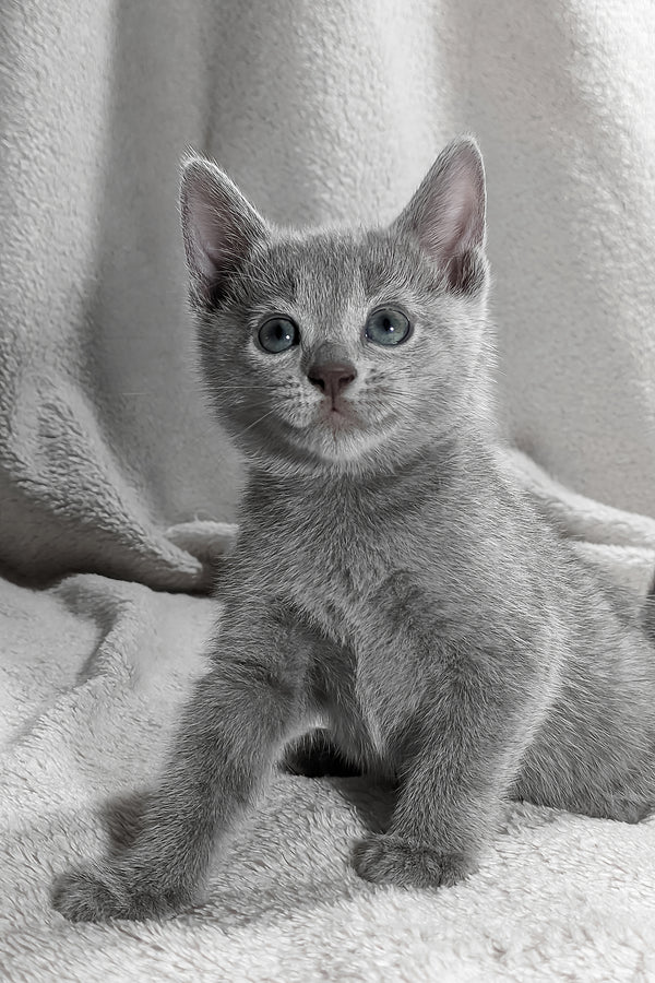Motya | Russian Blue Kitten