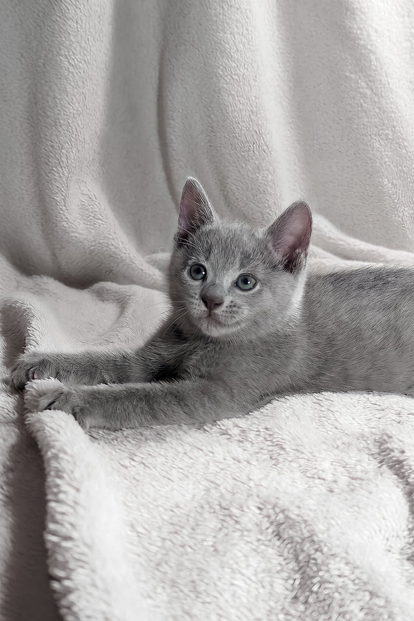 Motya | Russian Blue Kitten