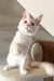 Leha | Maine Coon Kitten