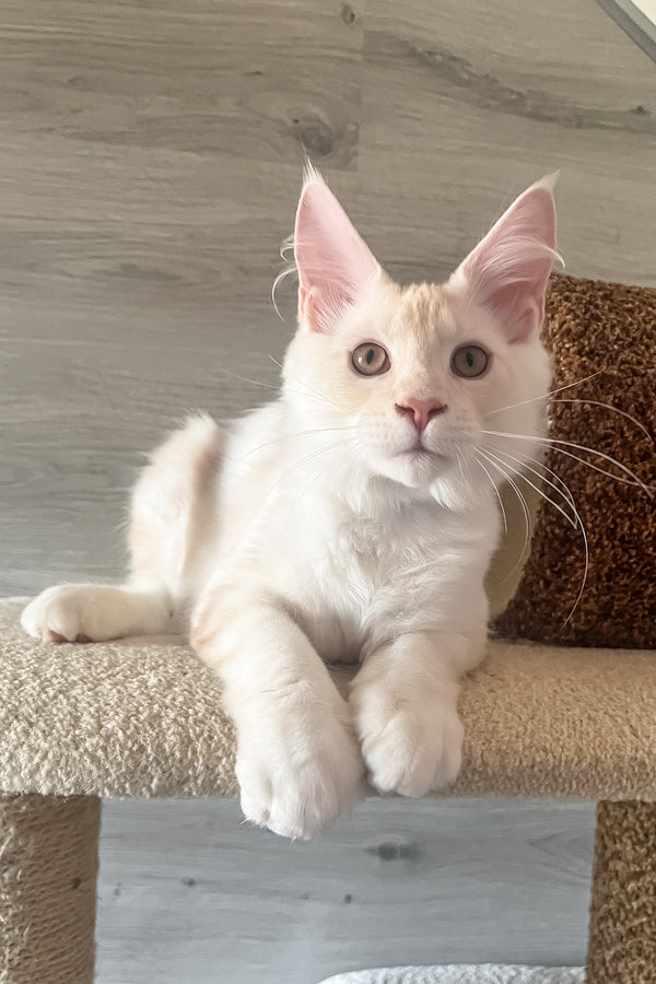 Leha | Maine Coon Kitten