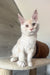 Leha | Maine Coon Kitten