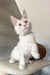 Leha | Maine Coon Kitten