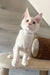 Leha | Maine Coon Kitten