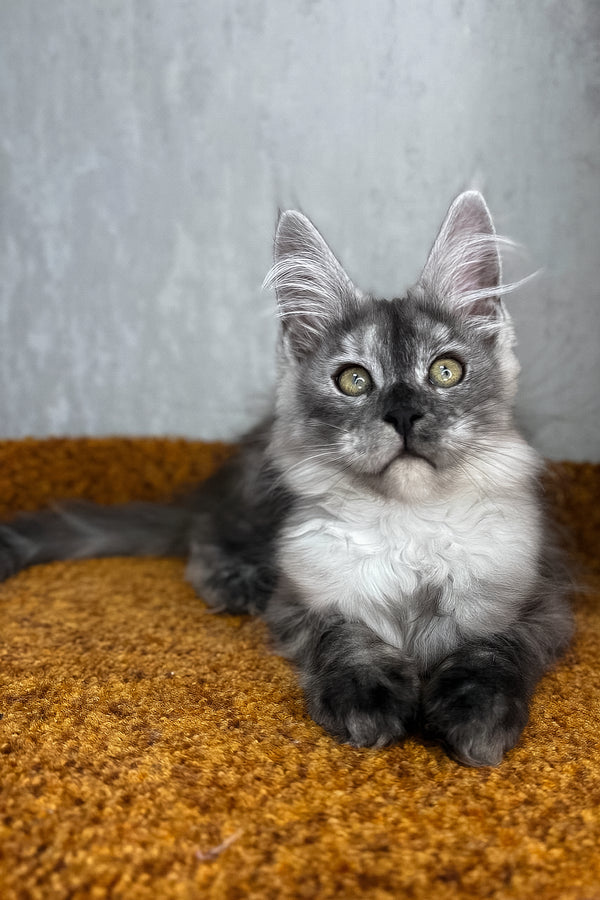 Polly | Maine Coon Kitten