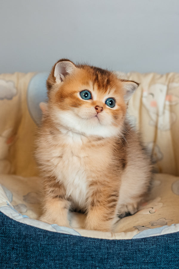 Zorro | Scottish Straight Kitten