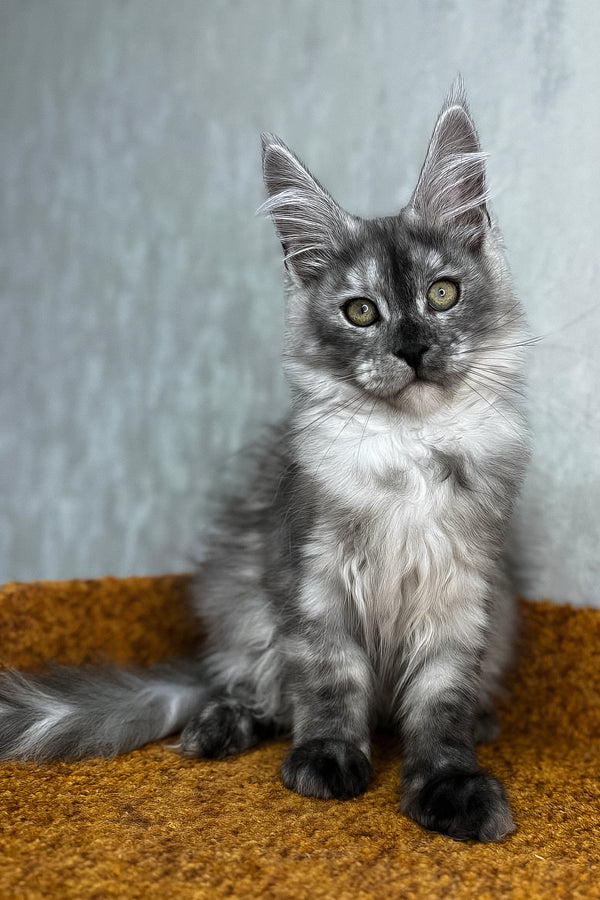 Polly | Maine Coon Kitten
