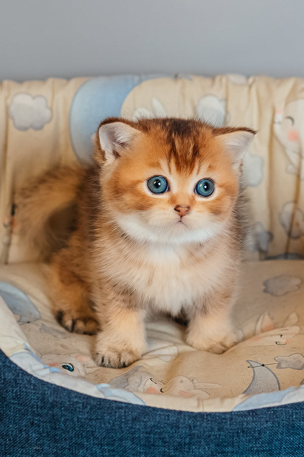 Zorro | Scottish Straight Kitten