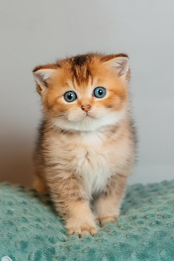 Zorro | Scottish Straight Kitten