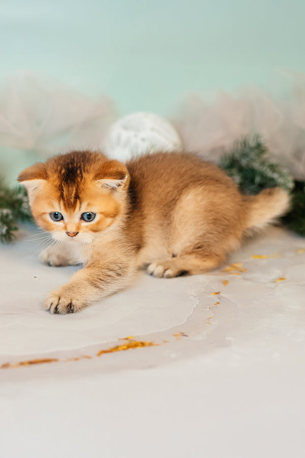 Zorro | Scottish Straight Kitten