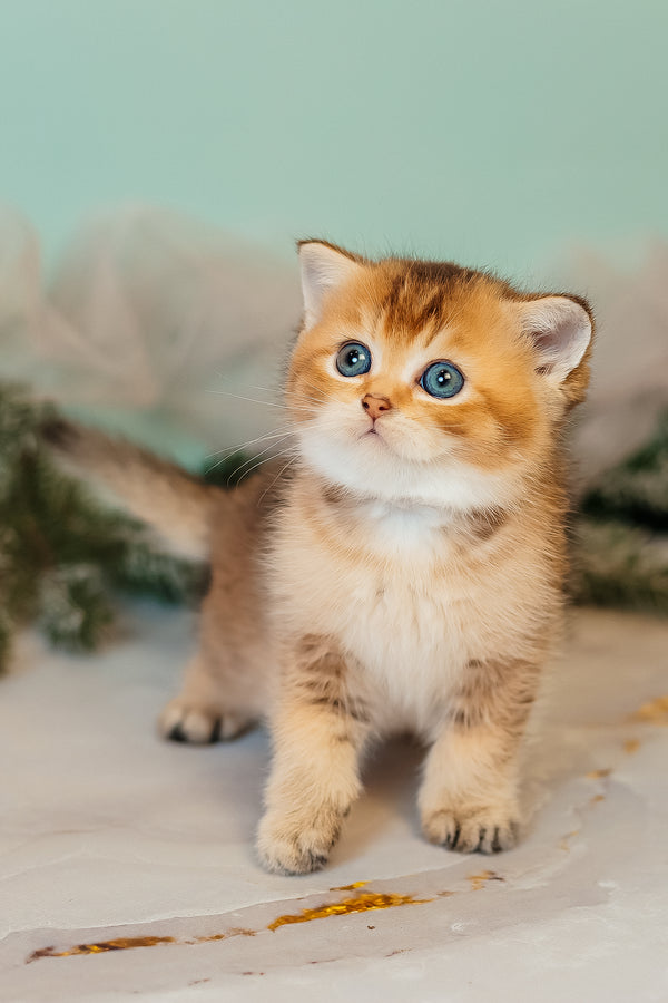 Zorro | Scottish Straight Kitten