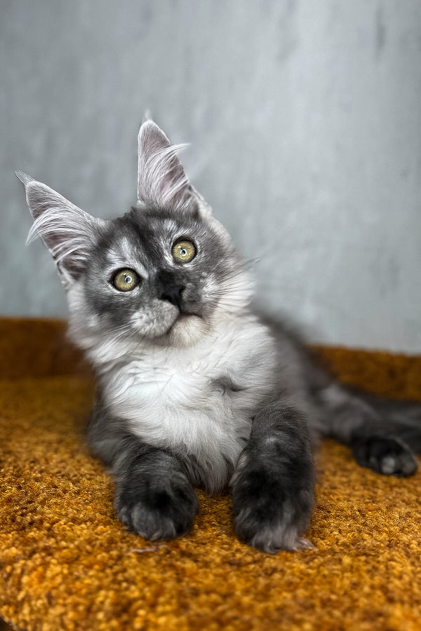 Polly | Maine Coon Kitten