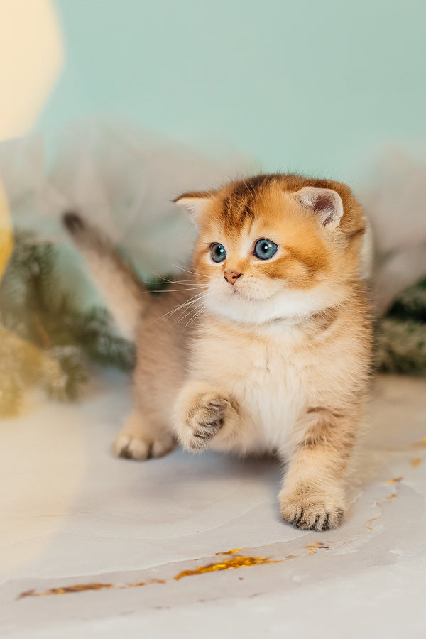 Zorro | Scottish Straight Kitten