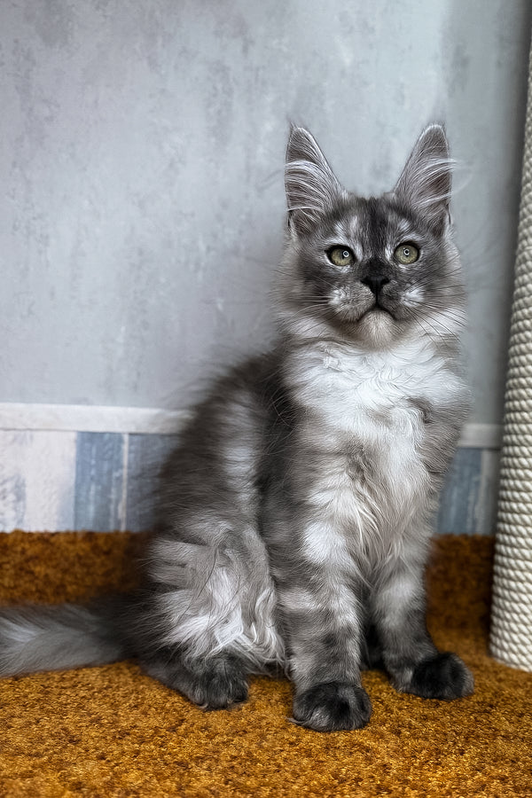 Polly | Maine Coon Kitten