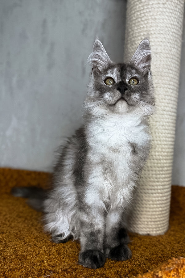 Polly | Maine Coon Kitten