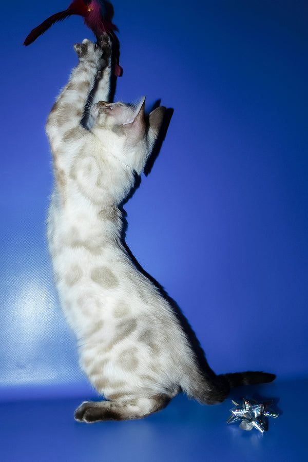Zhak | Bengal Kitten