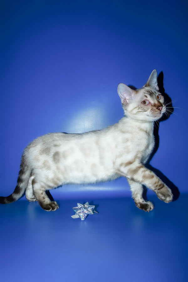 Zhak | Bengal Kitten