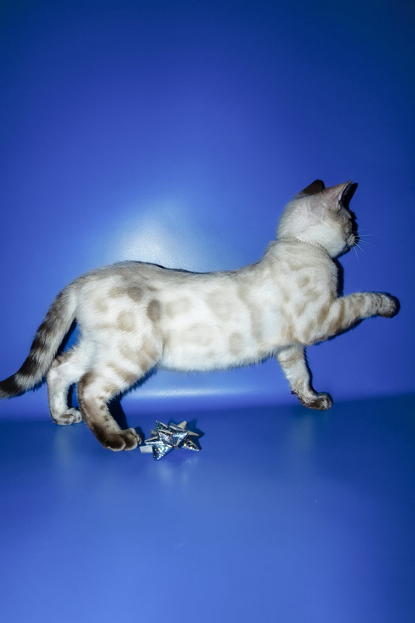 Zhak | Bengal Kitten