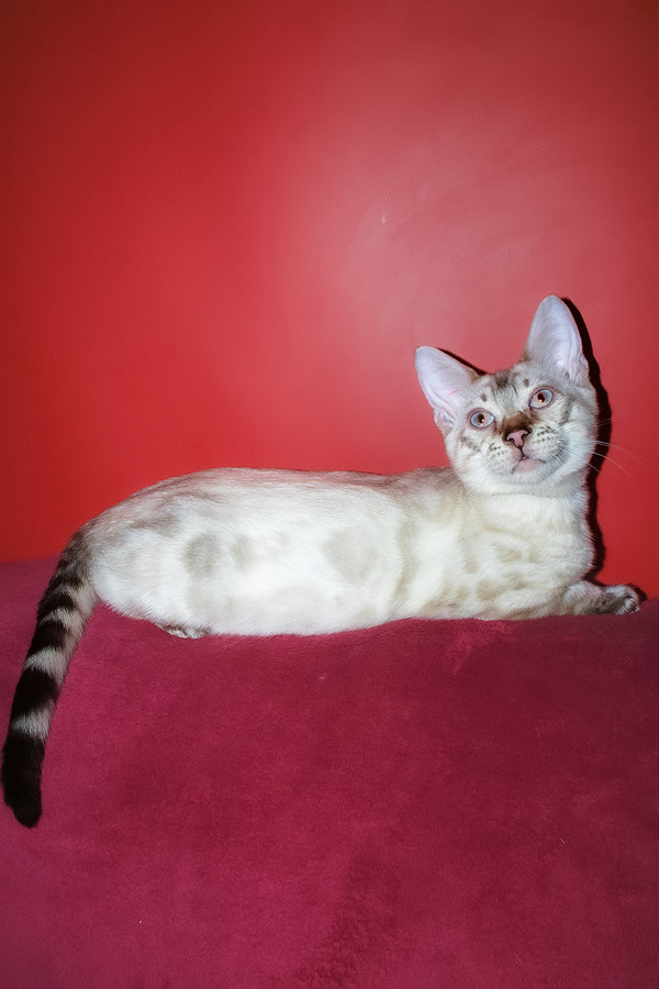 Zhak | Bengal Kitten