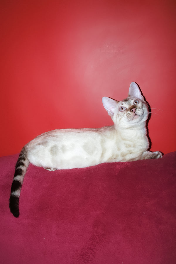 Zhak | Bengal Kitten