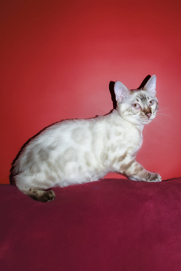 Zhak | Bengal Kitten