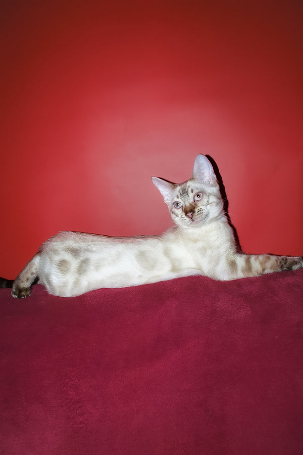 Zhak | Bengal Kitten